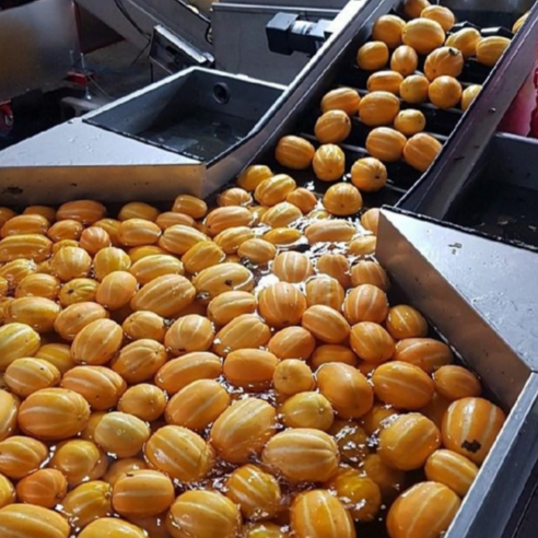 햇살 품은 달콤함, 달코미 성주 참외