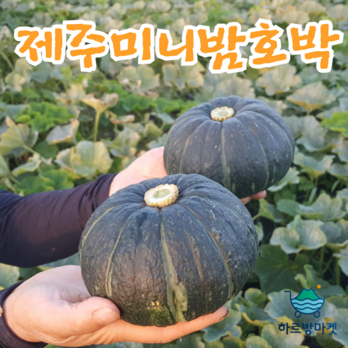 하르방마켓 제주 미니 밤호박 보우짱 단호박 3kg 5kg 10kg, 1개