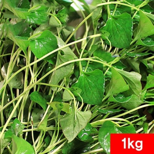 어성초생잎 1kg - 잘키운 국산 어성초생초