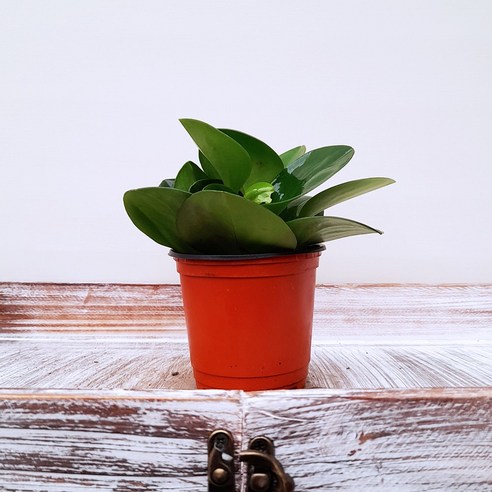 싱그러운 청페페로 전자파 걱정 없이 힐링하세요