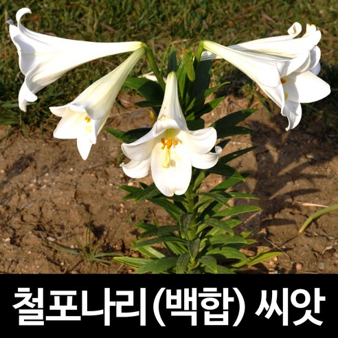 철포나리 씨앗 철포백합 흰백합 백합씨앗 꽃씨 20알, 1개