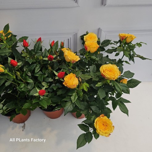 사계절 아름다움을 당신의 공간에, 미니 장미의 매혹적인 속삭임