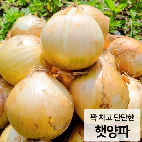 [2023년 수확] 양파 햇양파 장아찌용 2kg 3kg 5kg 10kg, 중, 1개