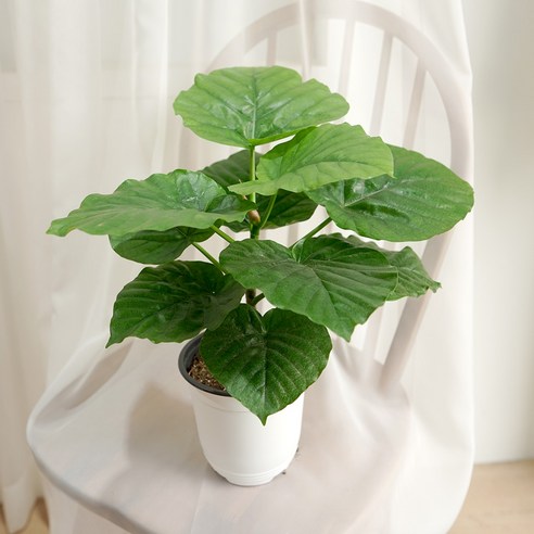 휑한 내 방에 생기를 불어넣다! 갑조네 휘커스 움베르타, 식물 초보도 OK 휘커스움베르타