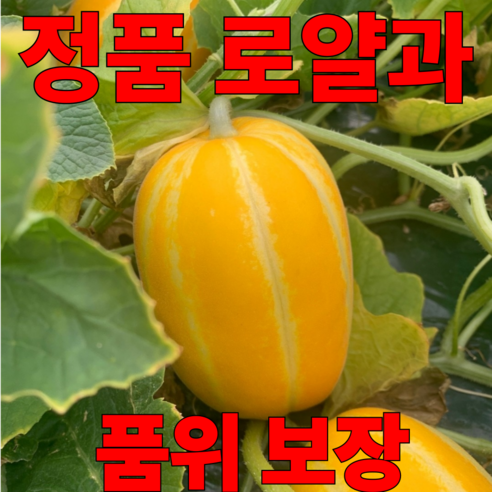 [품위보장] 정품 성주 참외 로얄과, 1박스, 정품 로얄과 5kg(11~18개)