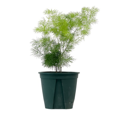 싱그러운 초록빛 향연, 가든온 아스파라거스 미리오클라두스와 함께하는 삶 아스파라거스미리오클라두스