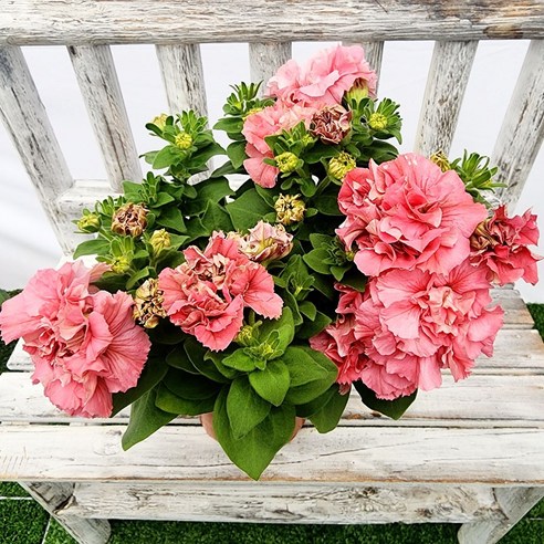 눈부신 아름다움으로 정원을 물들이는 겹꽃 페츄니아, 더블 매드니스 코랄핑크 겹페츄니아