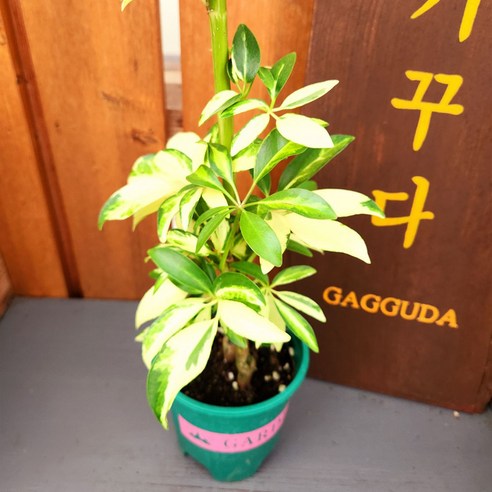 싱그러움을 담은 예술, 칼라홍콩야자와 무늬홍콩야자로 일상에 특별한 변화를 선사하세요.