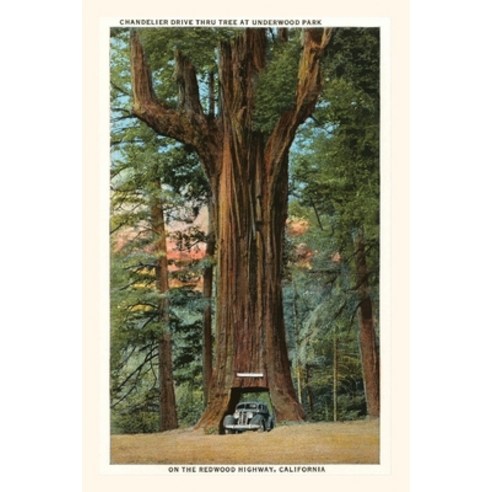 (영문도서) The Vintage Journal Car Driving through Redwood Paperback, Found Image Press, English, 9781648115356