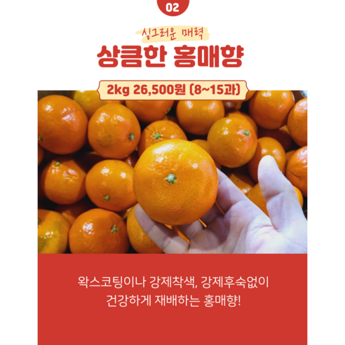 제주 홍매향 홍미향 동백향 미하야 귤 3kg