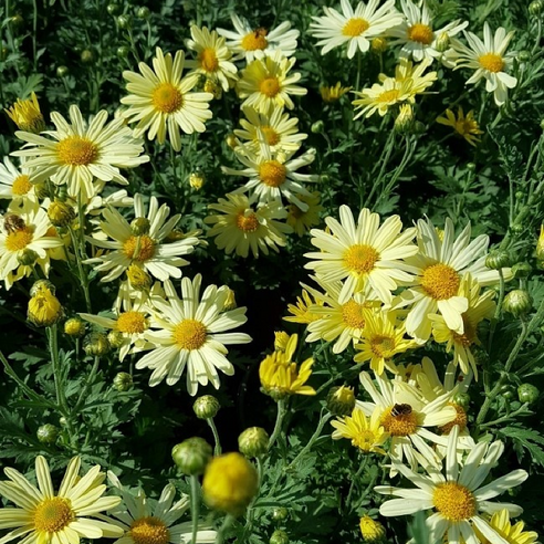 꽃심야생화 노랑구절초 모종3개 약용식물 노지월동 10cm포트묘 가을개화, 3개