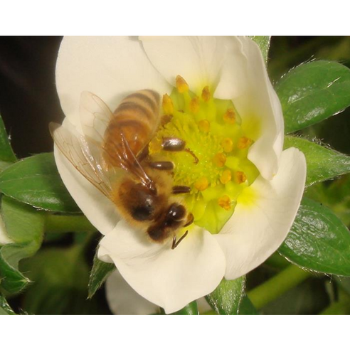 농업의 새로운 동반자, 수정벌