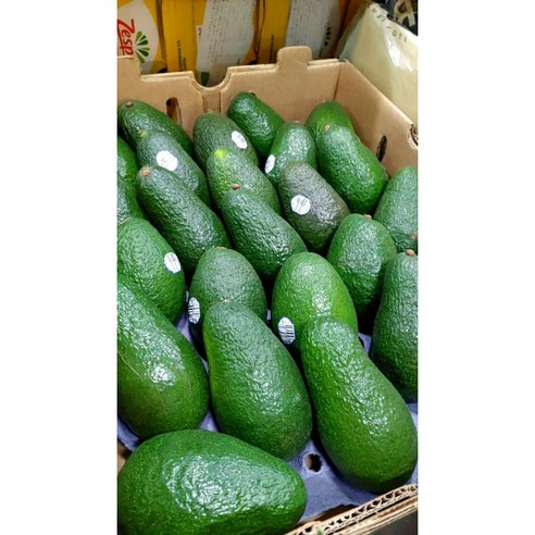 더 싱싱한 실패없는 가성비 박스 아보카도 대과 1박스 24과, 대과 24과 5.5kg  1박스