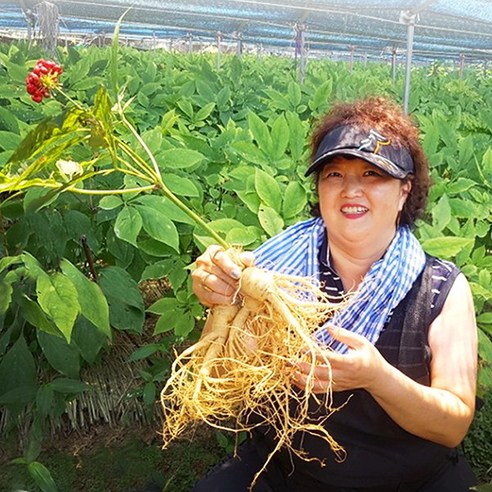 후금이네 가정용 햇 수삼 세척인삼, 500g 6년근 7-10뿌리, 1개