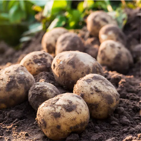 오늘 저녁, 갓 수확한 햇감자로 맛있는 식탁을!