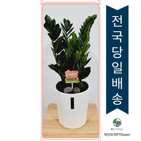 개업 축하 화분 소형화분 관엽식물 50cm 전국당일배송 파인트리PTFlower, 금전수, 1개