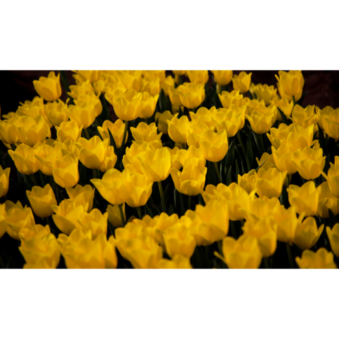 DIY 보석십자수 튤립 다이아몬드 캔버스 DIY 세트 40*50cm, 튤립 -4