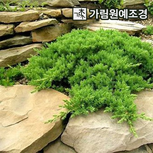 눈향나무 좀눈향 묘목 폭50cm가림원예조경, 1개