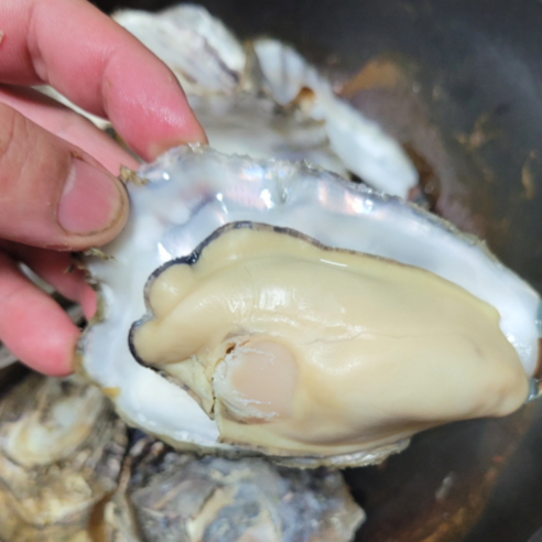 알차고 맛있는 식당 굴찜용 각굴 1년 2년산, 1개, 2년산각굴 15마리전후