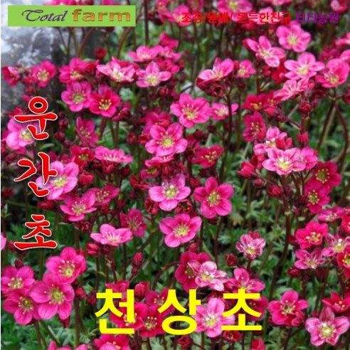 천상초(운간초) 레드 씨앗 30립, 하늘에서 자란다는 유홍초
