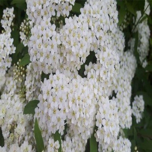 삭막한 베란다, 생기 넘치는 정원으로! 공조팝나무 하나로 만드는 마법 공조팝