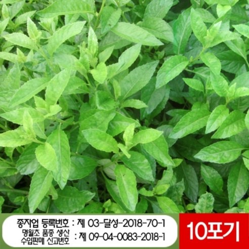 명월초모종 10포기 – 국산 명월초씨앗 삼붕초모종 명월초모종 10포기 – 국산 명월초씨앗 삼붕초모종