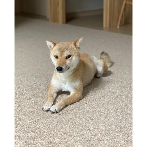 애완견의 건강과 편안함을 위한 필수품: 강아지 매트 타일 카펫