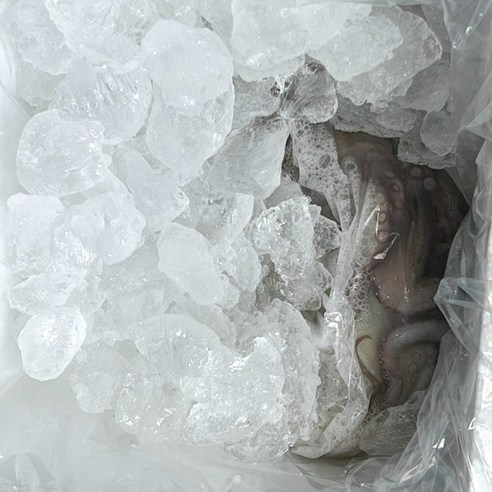 산지직송 통영산 돌문어, 바다의 생생한 맛을 식탁으로