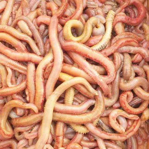 혼무시로 즐기는 완벽한 바다낚시의 세계 혼무시