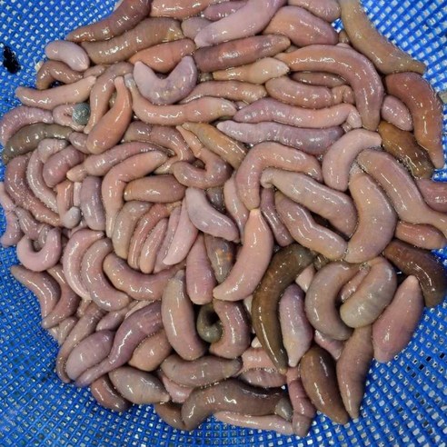 갯벌의 활력을 담은 신선한 바다의 선물, 자연산 참개불 회