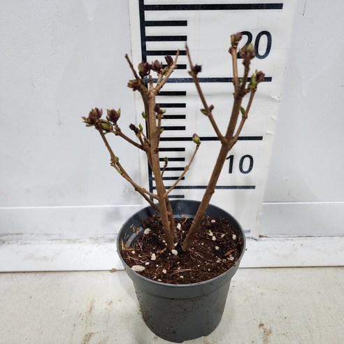 향긋한 설렘을 정원에, 미스김라일락 묘목 이야기 플라워페스타라일락