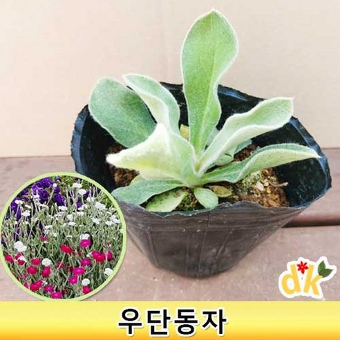 들꽃닷컴]우단동자 4치포트모종 자색꽃모종 3개-야생화 다년초 석죽과 플란넬초 모종 - 꽃모종 | 쿠팡
