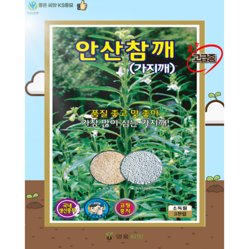 텃밭 초보도 안심! 안산 영웅 참깨씨앗으로 고소함 가득한 가을 식탁 만들기 참깨씨앗