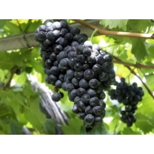 풍요로운 결실을 기다리며: 광일농원 캠벨 포도 묘목으로 시작하는 나만의 포도 정원 포도묘목