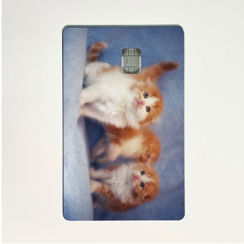 아르토르 Cheese kittens 디자인 카드 스킨 리무버블 스티커, S 스몰 칩