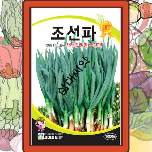조선파씨앗 1000립 맛과향이좋은 재래종 파종자, 1개