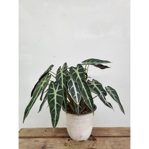 [오케이나우ㅣ강추] 플랜테리어 거북알로카시아 중품 30~50cm – 풀/난초 [OKNOWㅣ추천상품]