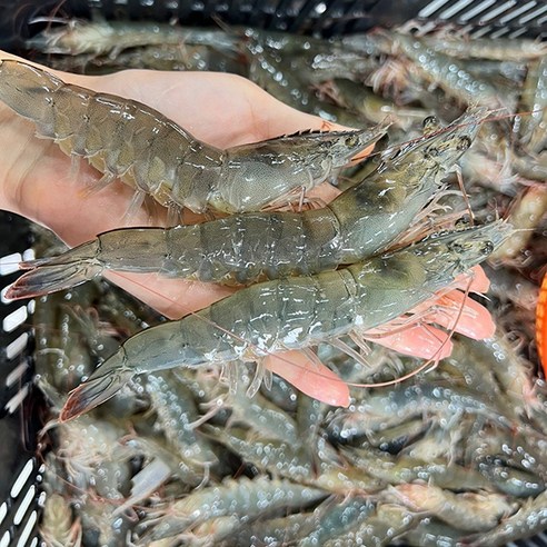 2024년 첫 출하! 신선한 국내산 1kg 화이트 다리새우 (33미내외), 1마리 생새우 2024년 첫 출하! 신선한 국내산 1kg 화이트 다리새우 (33미내외), 1마리 생새우