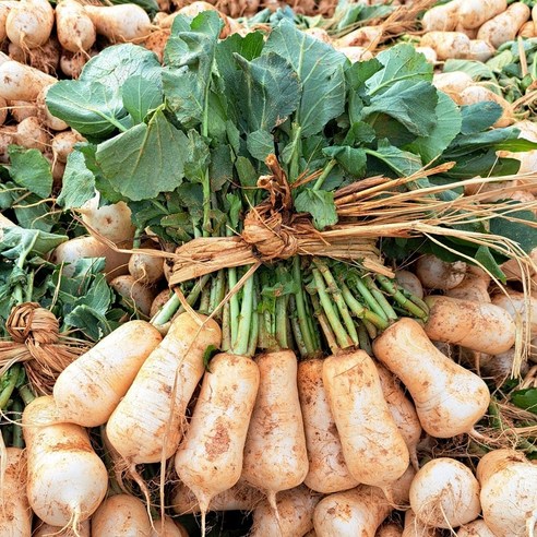 싱그러운 흙내음 가득한 빠리농산 알타리무로 식탁을 풍요롭게!