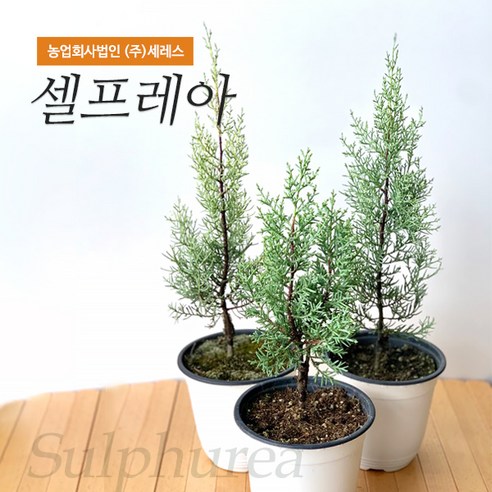 싱그러운 아름다움으로 당신의 공간에 생기를 더하세요.