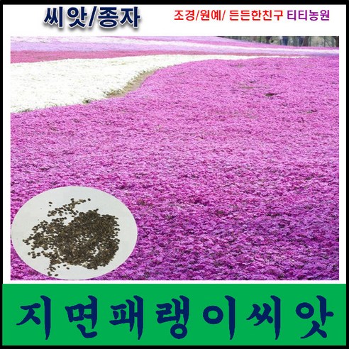 아름다운 자연의 선물, 지면패랭이꽃