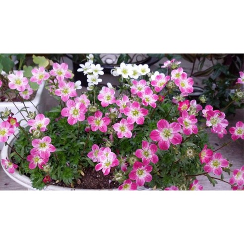 천상초 운간초 씨앗, 당신의 공간에 특별한 향기를 더하세요