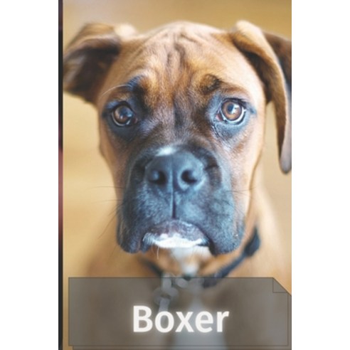 (영문도서) Boxer: Complete breed guide Paperback, Independently Published, English, 9798524344427