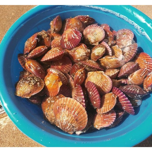 통영 홍 가리비 1kg 제철 선별 비단 캠핑 대왕 구이, 1박스, 특 홍가리비 1kg(35미내외)