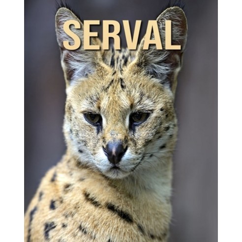 Serval: Beautiful Pictures & Interesting Facts Children Book About Serval Paperback, Independently Published