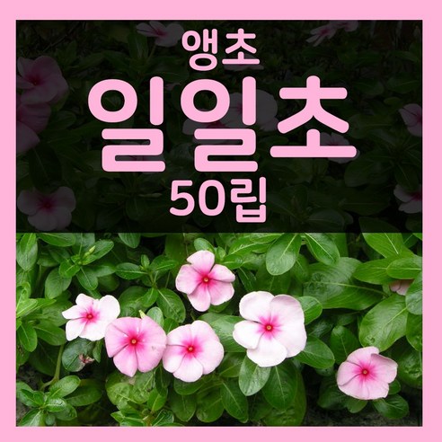 일일초씨 앵초씨 50립 일일초 앵초 꽃 씨앗 종자 파종, 1개