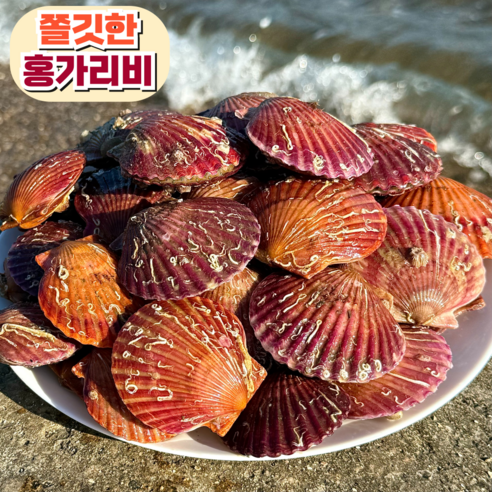 [산지직송] 고성 제철 홍가리비, 1개, 홍가리비 8kg (160미 내외)