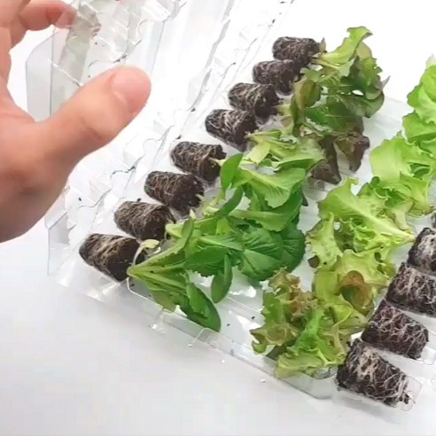 텃밭 초보도 금손 되는 마법, 파머시카 유럽상추 모종 세트