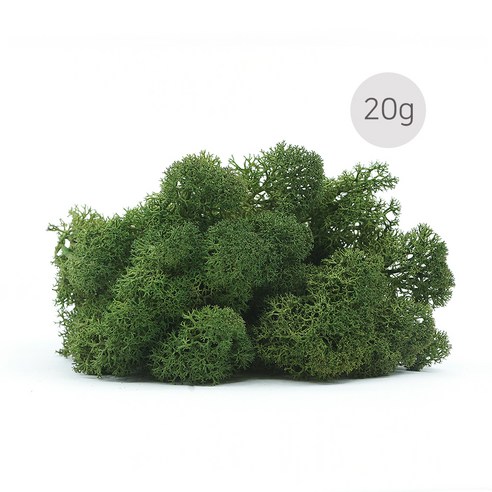 비오스 스칸디아모스 천연이끼 습도조절 공기정화 식물-20g, 20g-5번 모스그린