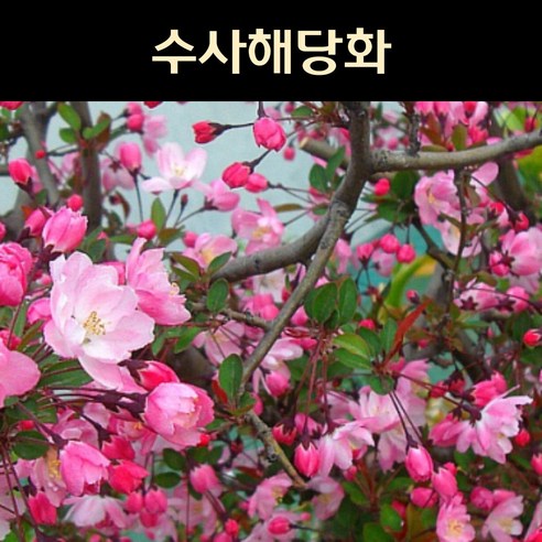 수사해당화 서부해당화 묘목 접목1년생 꽃나무 분홍꽃 화단, 1개